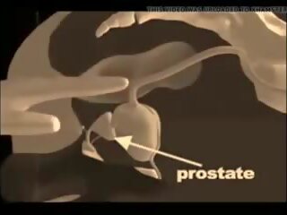 Paano upang magbigay a prostate masahe, Libre xxx masahe xxx film video